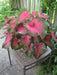 Caladium Florida Sweetheart ( 5 Bulbs) tropical foliage plants - Caribbean garden seed