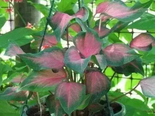 Caladium Florida Sweetheart ( 5 Bulbs) tropical foliage plants - Caribbean garden seed