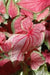 Caladium Florida Sweetheart ( 5 Bulbs) tropical foliage plants - Caribbean garden seed