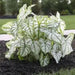 Caladium white christmas,(Bulbs) Thrives in Heat and Humidity - Caribbean garden seed