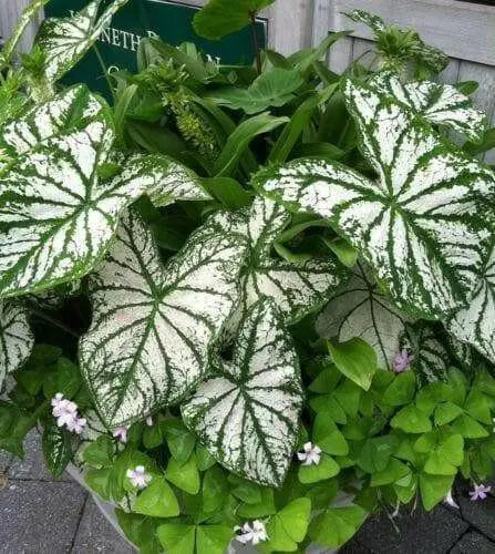 Caladium white christmas,(Bulbs) Thrives in Heat and Humidity - Caribbean garden seed