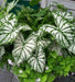 Caladium white christmas,(Bulbs) Thrives in Heat and Humidity - Caribbean garden seed