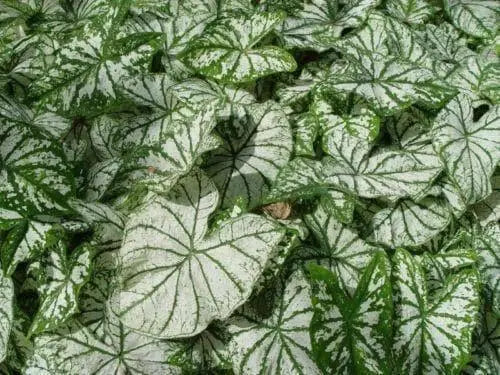 Caladium white christmas,(Bulbs) Thrives in Heat and Humidity - Caribbean garden seed