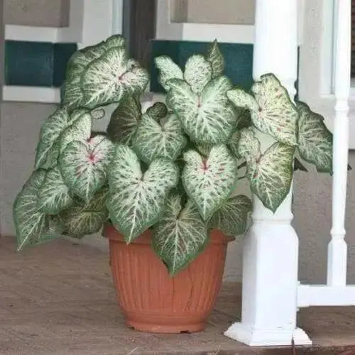 Caladium Gingerland,(6 Bulbs) tropical foliage plants - Caribbean garden seed