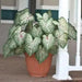 Caladium Gingerland,(6 Bulbs) tropical foliage plants - Caribbean garden seed