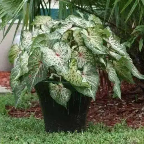 Caladium Gingerland,(6 Bulbs) tropical foliage plants - Caribbean garden seed