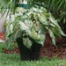 Caladium Gingerland,(6 Bulbs) tropical foliage plants - Caribbean garden seed