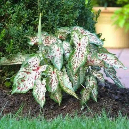 Caladium Gingerland,(6 Bulbs) tropical foliage plants - Caribbean garden seed