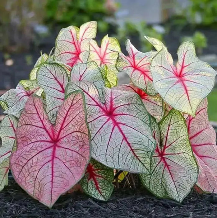 CALADIUM white queen (Bulbs) TROPICAL  FOLIAGE - Caribbean garden seed