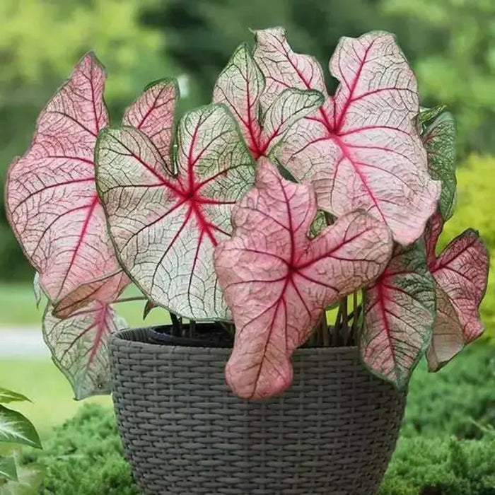 CALADIUM white queen (Bulbs) TROPICAL  FOLIAGE - Caribbean garden seed