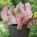 CALADIUM white queen (Bulbs) TROPICAL  FOLIAGE - Caribbean garden seed