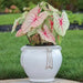 CALADIUM white queen (Bulbs) TROPICAL  FOLIAGE - Caribbean garden seed