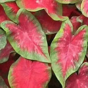 Caladium Fancy leaf,Postman Joyner (6 Bulbs) Thrives in Heat and Humidity - Caribbean garden seed