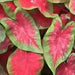 Caladium Fancy leaf,Postman Joyner (6 Bulbs) Thrives in Heat and Humidity - Caribbean garden seed
