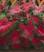 Caladium Fancy leaf,Postman Joyner (6 Bulbs) Thrives in Heat and Humidity - Caribbean garden seed