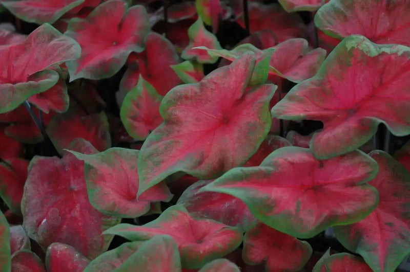 Caladium Fancy leaf,Postman Joyner (6 Bulbs) Thrives in Heat and Humidity - Caribbean garden seed
