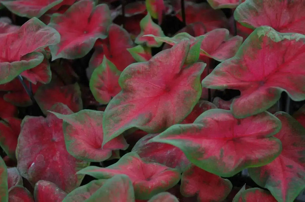 Caladium Fancy leaf,Postman Joyner (6 Bulbs) Thrives in Heat and Humidity - Caribbean garden seed
