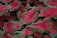 Caladium Fancy leaf,Postman Joyner (6 Bulbs) Thrives in Heat and Humidity - Caribbean garden seed