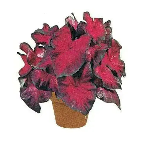 Caladium Fancy leaf,Postman Joyner (6 Bulbs) Thrives in Heat and Humidity - Caribbean garden seed