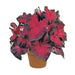 Caladium Fancy leaf,Postman Joyner (6 Bulbs) Thrives in Heat and Humidity - Caribbean garden seed