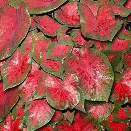 Caladium Fancy leaf,Postman Joyner (6 Bulbs) Thrives in Heat and Humidity - Caribbean garden seed