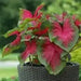 Caladium Fancy leaf,Postman Joyner (6 Bulbs) Thrives in Heat and Humidity - Caribbean garden seed