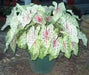 Caladium Miss Muffett ( Bulbs) tropical foliage plant - Caribbean garden seed