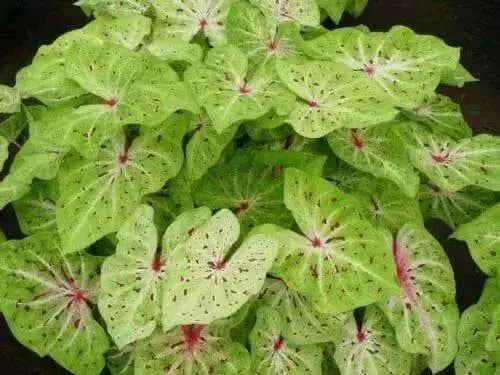 Caladium Miss Muffett ( Bulbs) tropical foliage plant - Caribbean garden seed
