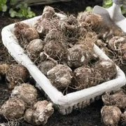 Caladium Miss Muffett ( Bulbs) tropical foliage plant - Caribbean garden seed