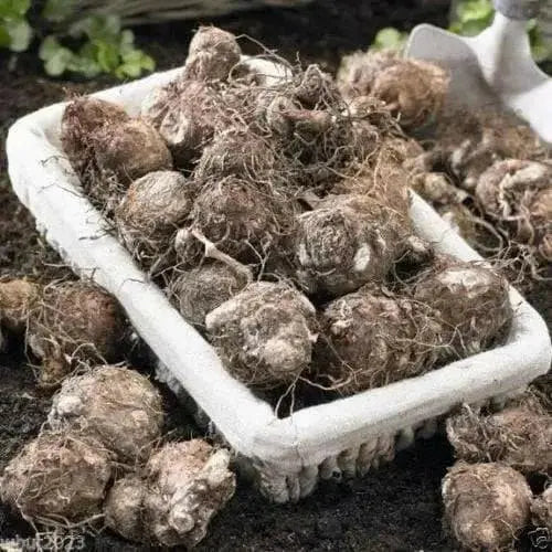 Caladium Miss Muffett ( Bulbs) tropical foliage plant - Caribbean garden seed