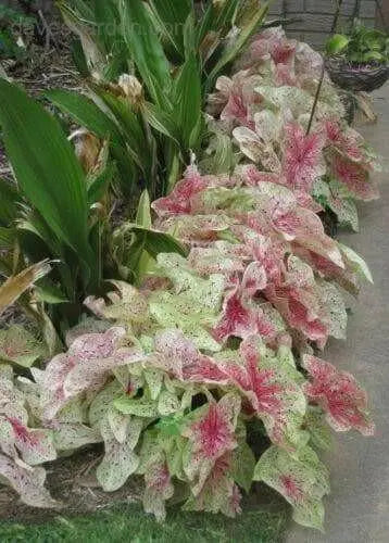 Caladium Miss Muffett ( Bulbs) tropical foliage plant - Caribbean garden seed