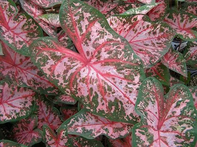 Caladium Carolyn whorton (BULBS) Tropical Look - Caribbean garden seed