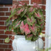 Caladium Carolyn whorton (BULBS) Tropical Look - Caribbean garden seed