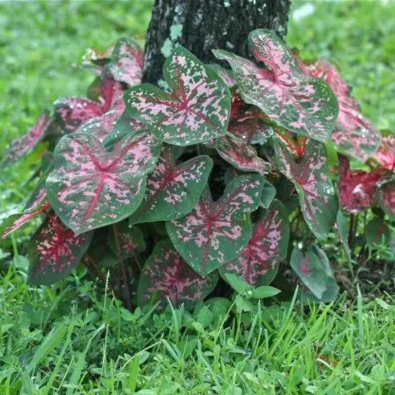 Caladium Carolyn whorton (BULBS) Tropical Look - Caribbean garden seed