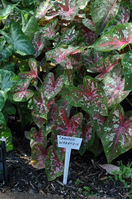 Caladium Carolyn whorton (BULBS) Tropical Look - Caribbean garden seed