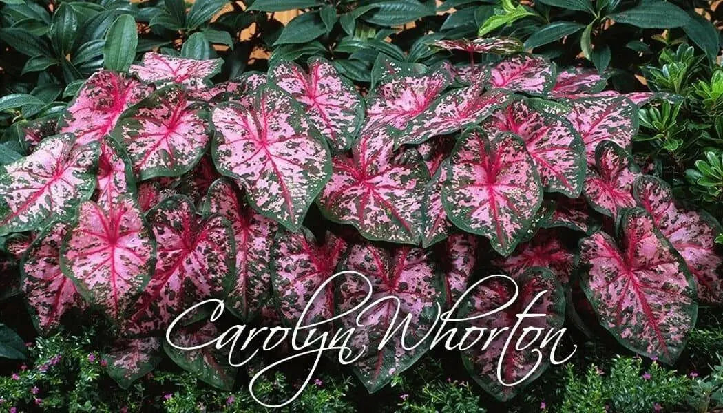 Caladium Carolyn whorton (BULBS) Tropical Look - Caribbean garden seed