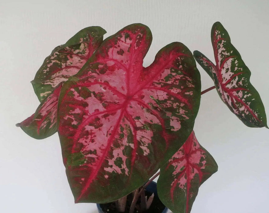 Caladium Carolyn whorton (BULBS) Tropical Look - Caribbean garden seed