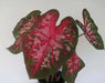 Caladium Carolyn whorton (BULBS) Tropical Look - Caribbean garden seed