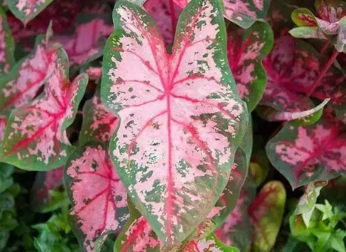 Caladium Carolyn whorton (BULBS) Tropical Look - Caribbean garden seed