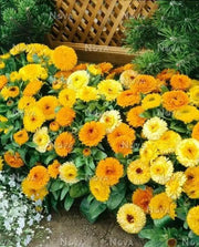 Calendula  seeds‘Fiesta Gitana’ (Calendula officinalis) edible Flowers,Pot Marigold. - Caribbean garden seed