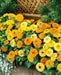 Calendula  seeds‘Fiesta Gitana’ (Calendula officinalis) edible Flowers,Pot Marigold. - Caribbean garden seed