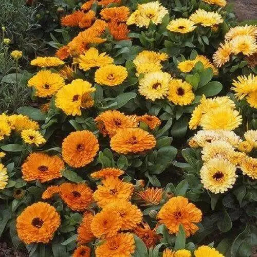 Calendula  seeds‘Fiesta Gitana’ (Calendula officinalis) edible Flowers,Pot Marigold. - Caribbean garden seed