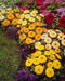 Calendula  seeds‘Fiesta Gitana’ (Calendula officinalis) edible Flowers,Pot Marigold. - Caribbean garden seed