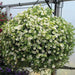 Calibrachoa Kabloom Deep White - flowers seeds - - Caribbean garden seed