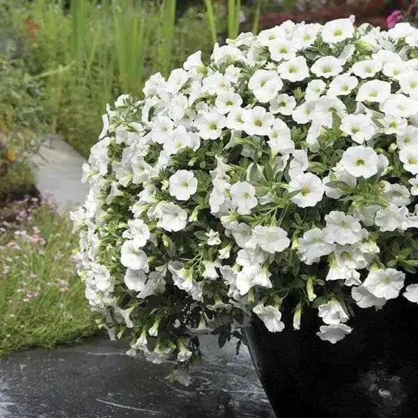 Calibrachoa Kabloom Deep White - flowers seeds - - Caribbean garden seed