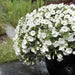 Calibrachoa Kabloom Deep White - flowers seeds - - Caribbean garden seed