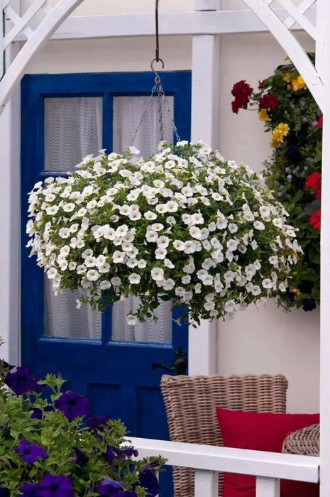 Calibrachoa Kabloom Deep White - flowers seeds - - Caribbean garden seed