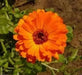 Calendula Orange’ edible Flowers Seed.