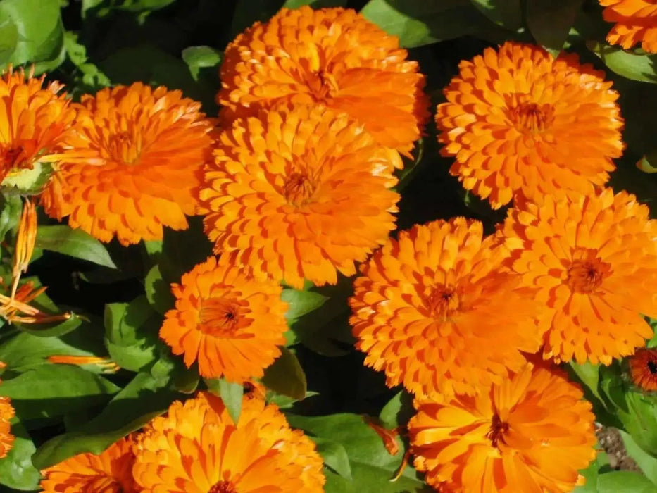 Calendula Orange’ edible Flowers Seed.