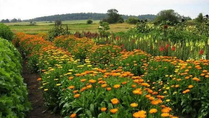 Calendula Orange’ edible Flowers Seed.